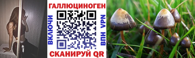 закладки  Ленинградская  Псилоцибиновые грибы прущие грибы 